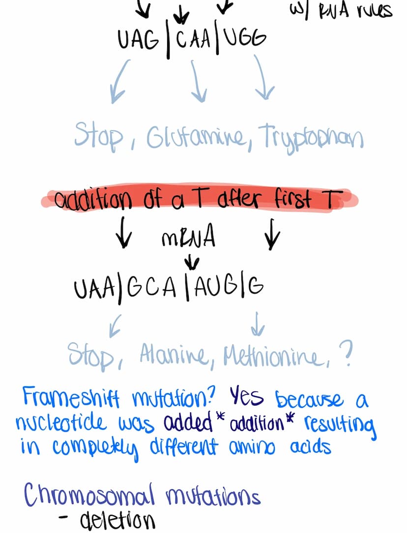 
<h2 id="overviewofdnamoleculedoublehelix">Overview of DNA Molecule Double Helix</h2>
<p>When we consider the structure of a DNA molecule, t