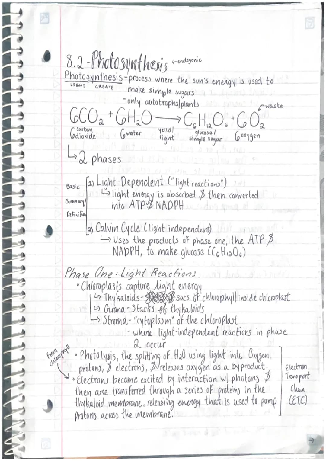 <h2 id="photosynthesisprocess">Photosynthesis Process</h2>
<p>Photosynthesis is the process in which the sun's energy is used to create simp