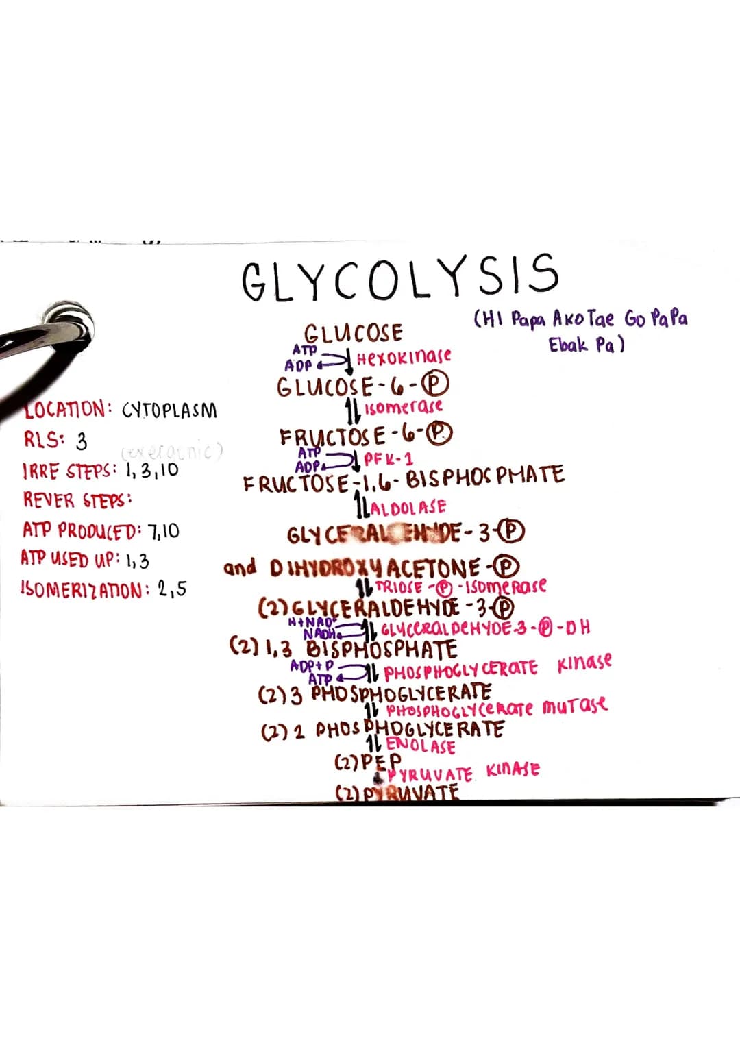 <h2 id="glycolysis">Glycolysis</h2>
<p>Glycolysis is a biochemical pathway that takes place in the cytoplasm of the cell. It consists of 10 