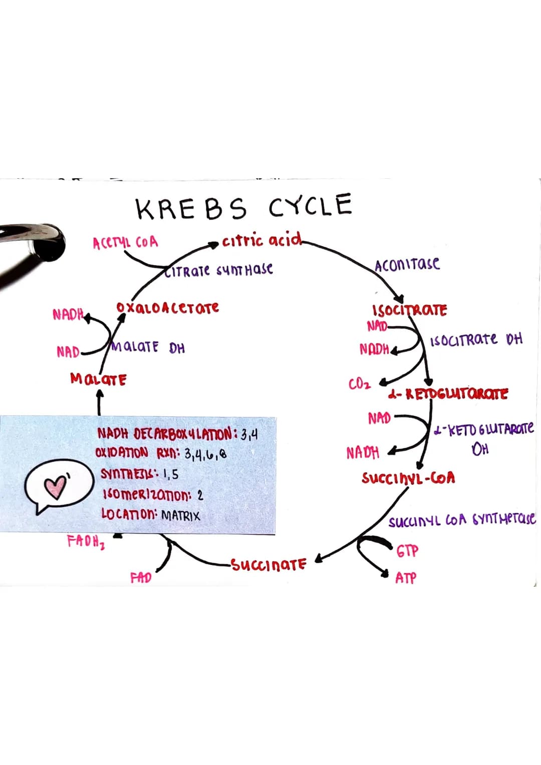 <h2 id="glycolysis">Glycolysis</h2>
<p>Glycolysis is a biochemical pathway that takes place in the cytoplasm of the cell. It consists of 10 