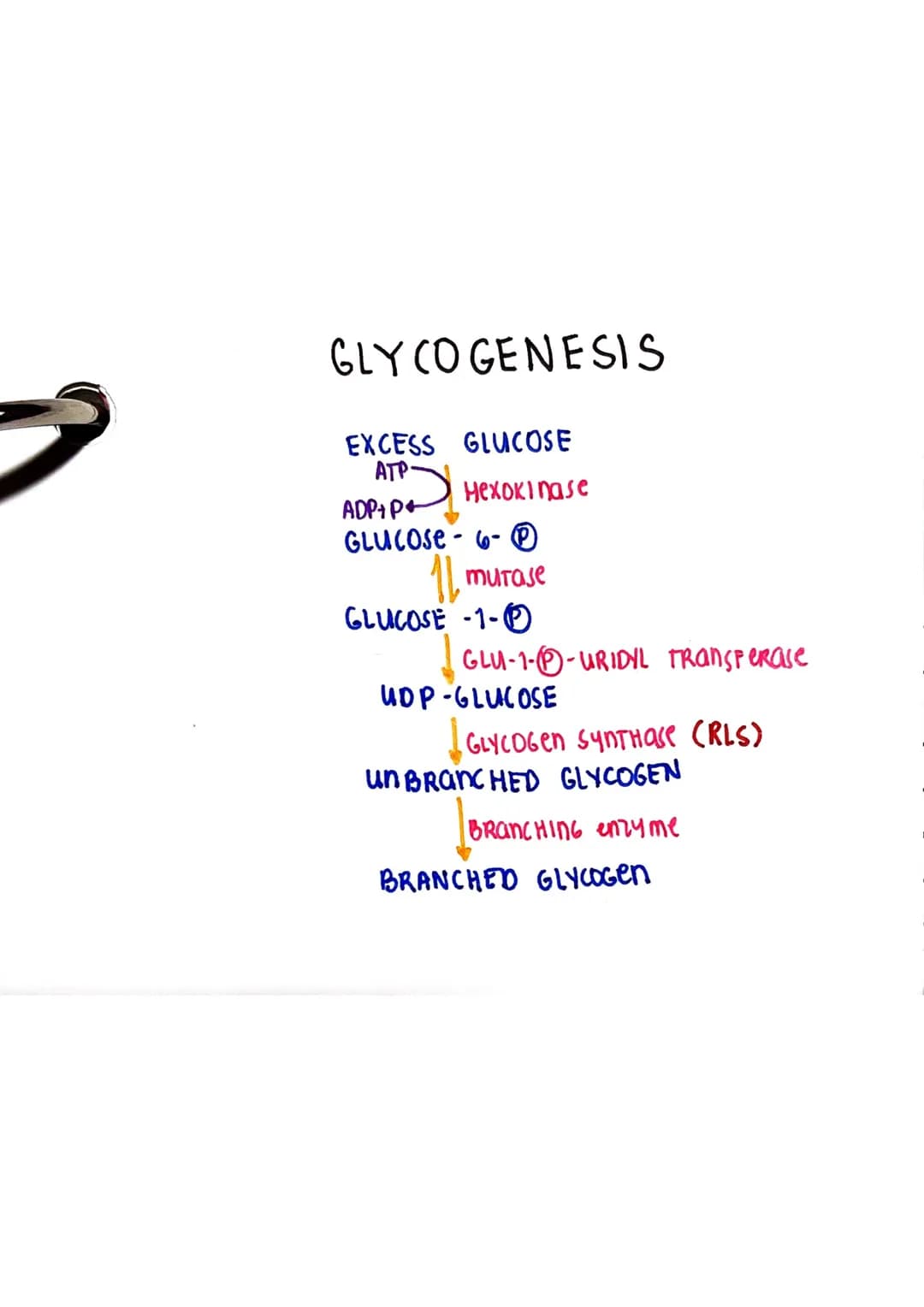 <h2 id="glycolysis">Glycolysis</h2>
<p>Glycolysis is a biochemical pathway that takes place in the cytoplasm of the cell. It consists of 10 