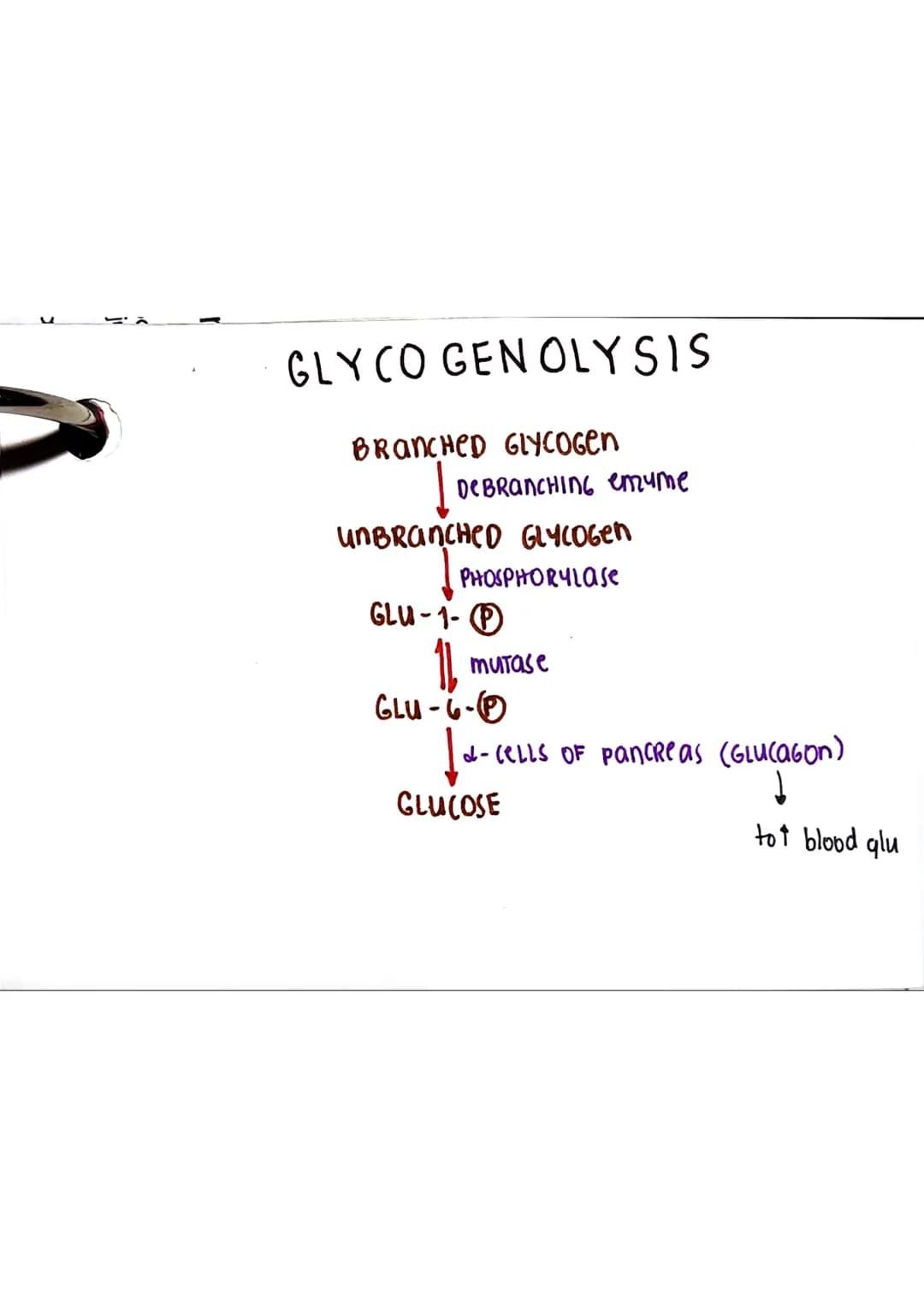 <h2 id="glycolysis">Glycolysis</h2>
<p>Glycolysis is a biochemical pathway that takes place in the cytoplasm of the cell. It consists of 10 