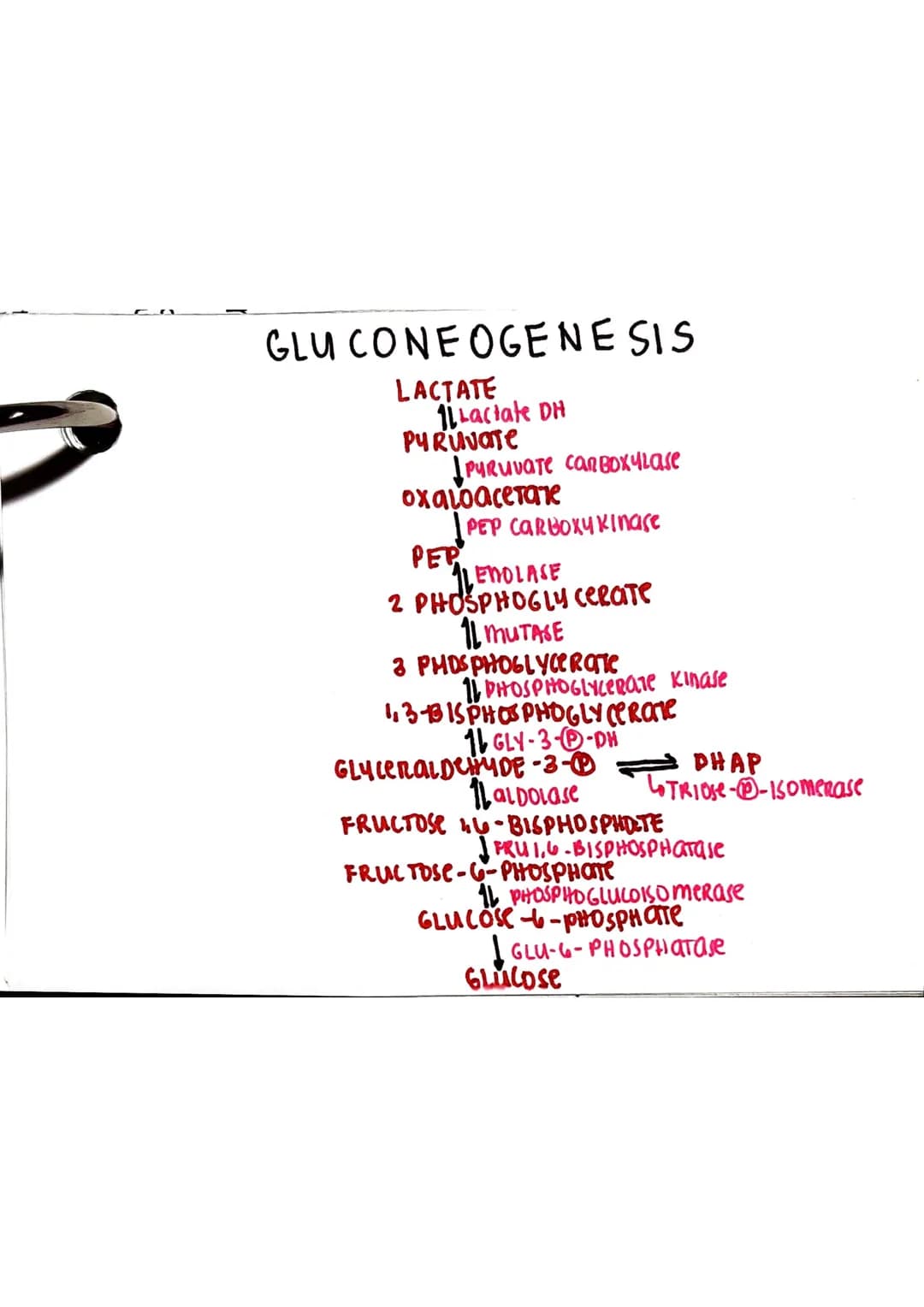 <h2 id="glycolysis">Glycolysis</h2>
<p>Glycolysis is a biochemical pathway that takes place in the cytoplasm of the cell. It consists of 10 