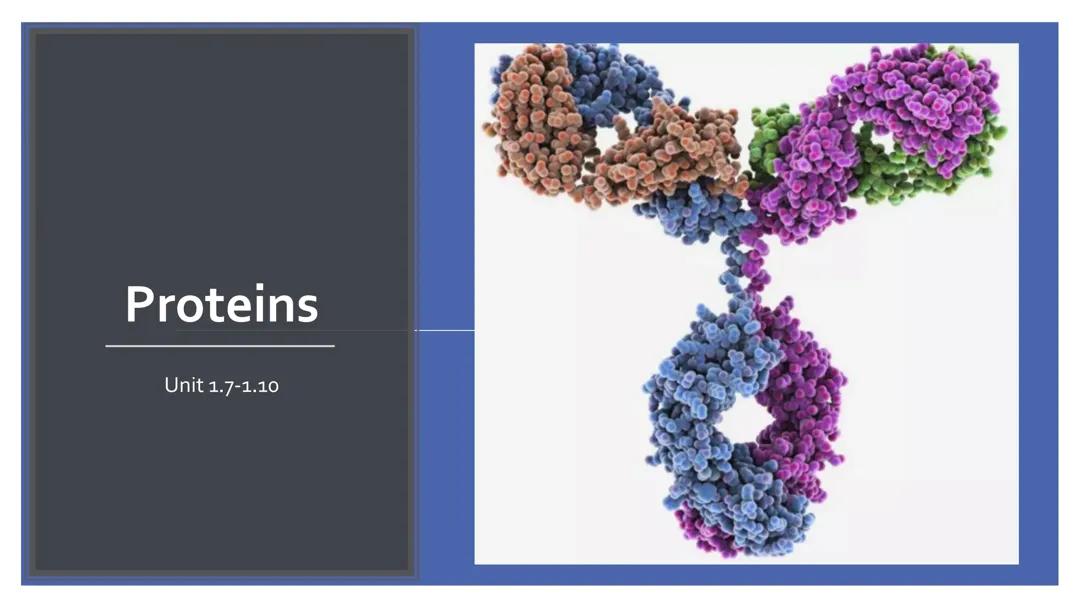  Proteins and protein synthesis slides