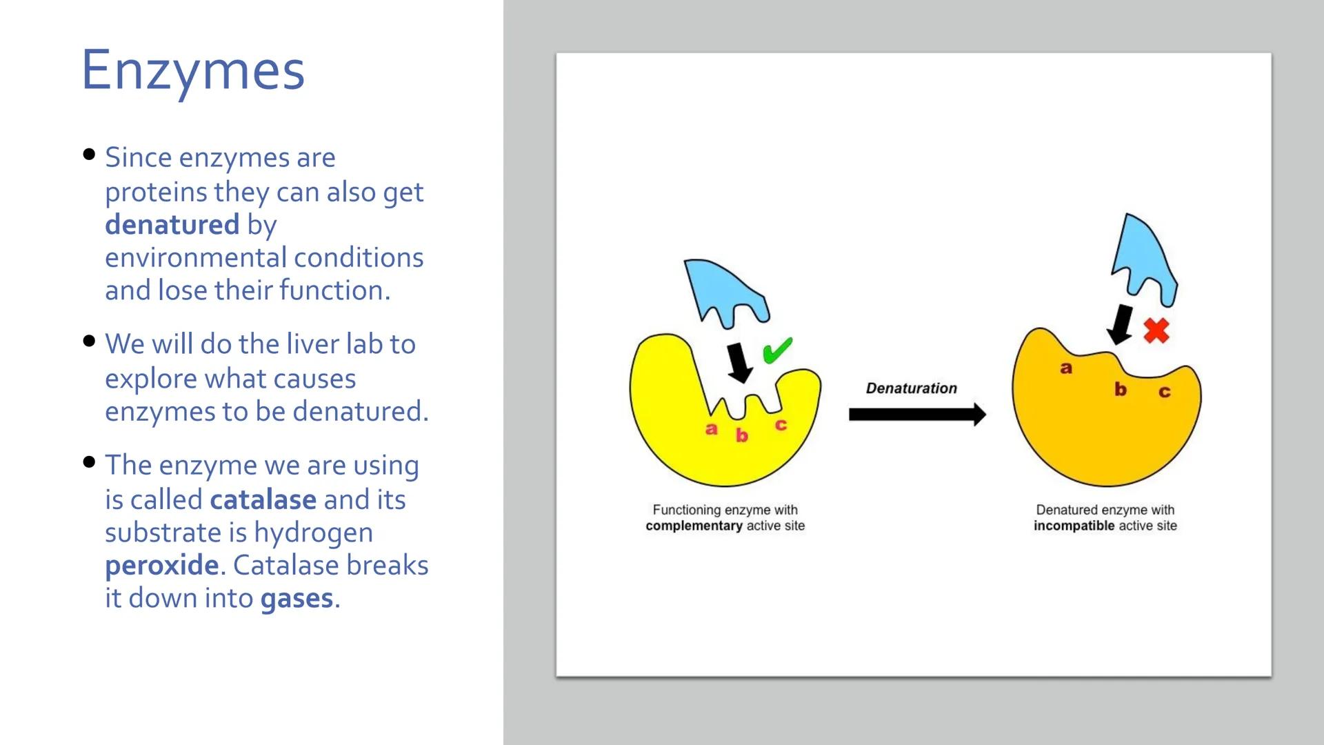 Proteins
Unit 1.7-1.10 What are proteins?
Large class of very diverse compounds.
Have a range of functions:
• form hair and fur,
• make up m