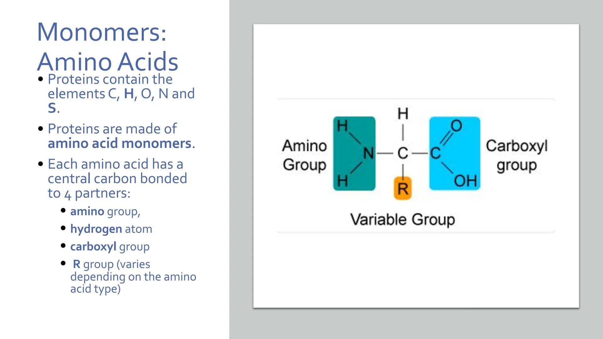 Proteins
Unit 1.7-1.10 What are proteins?
Large class of very diverse compounds.
Have a range of functions:
• form hair and fur,
• make up m