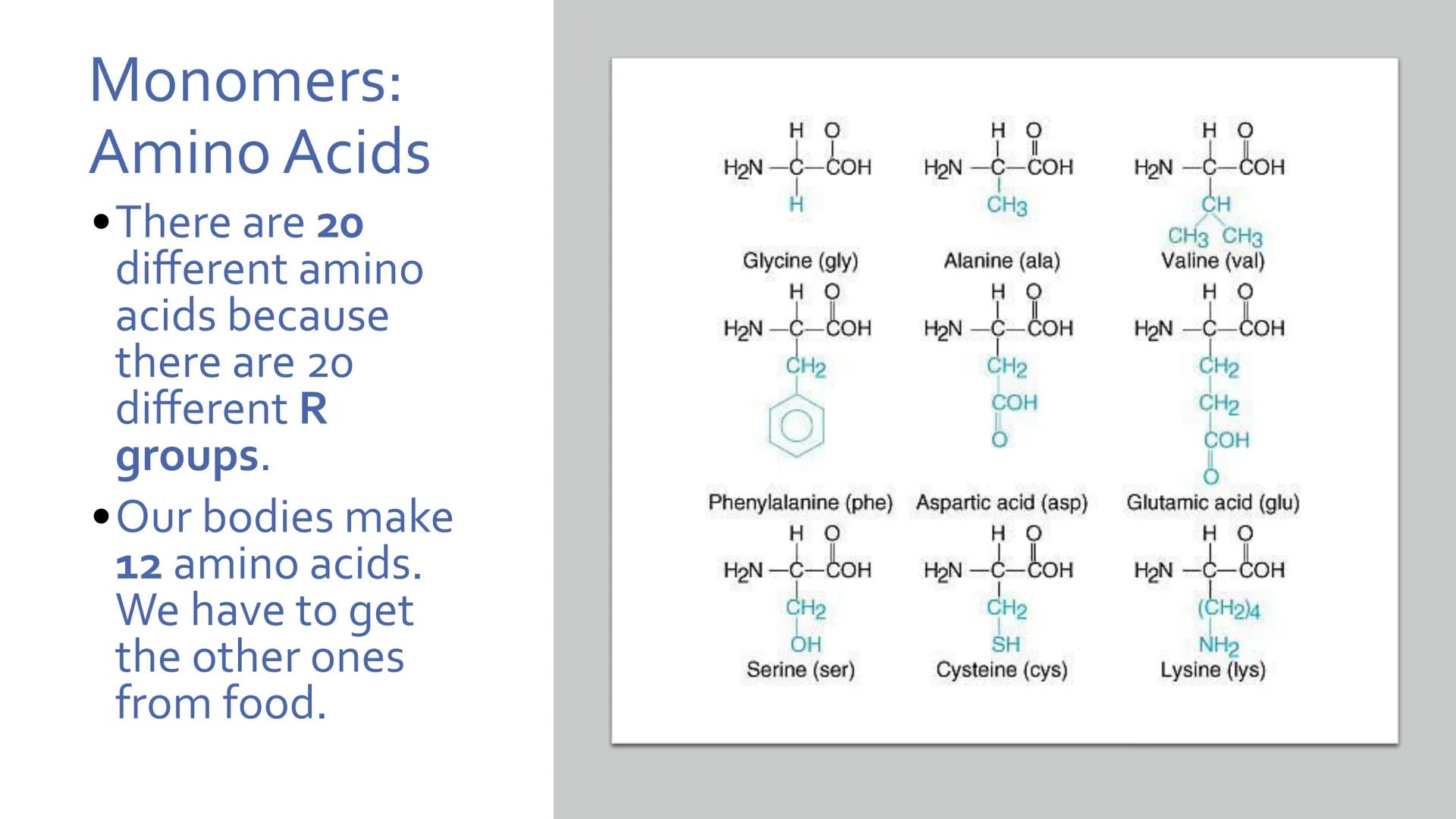Proteins
Unit 1.7-1.10 What are proteins?
Large class of very diverse compounds.
Have a range of functions:
• form hair and fur,
• make up m