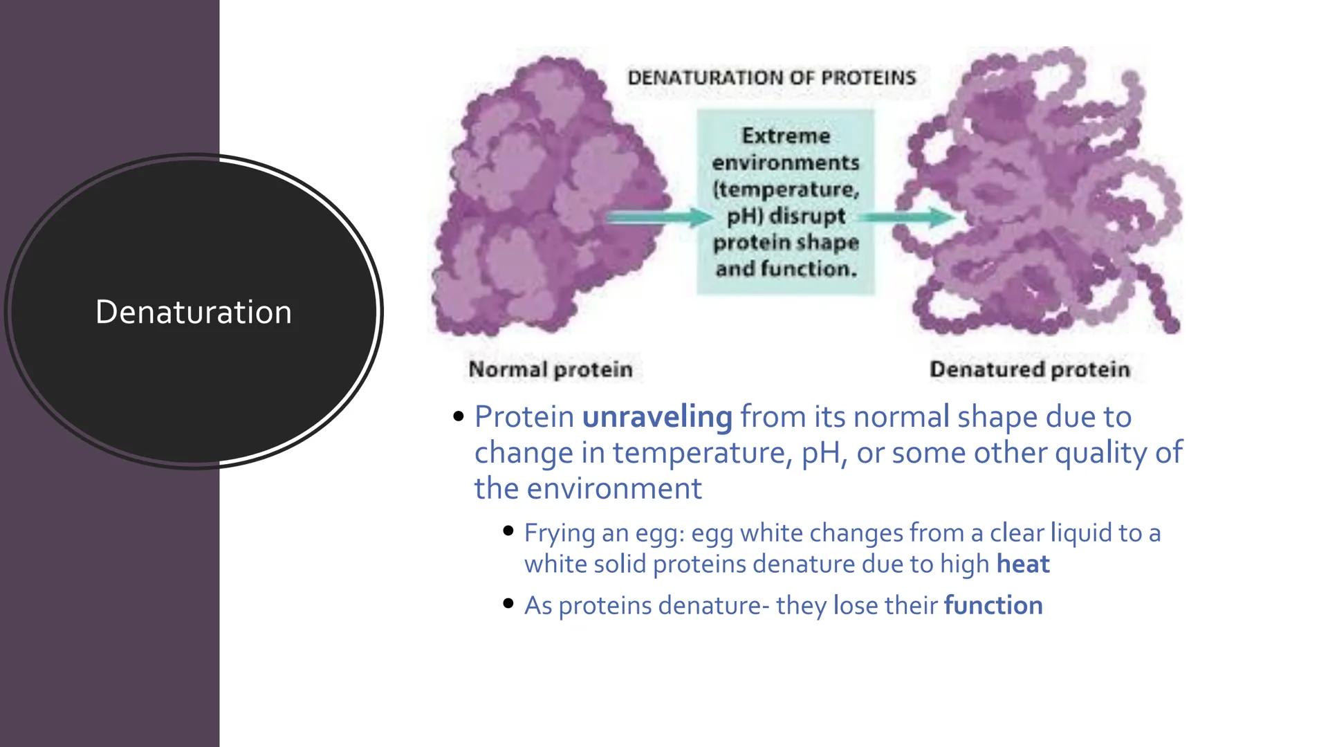 Proteins
Unit 1.7-1.10 What are proteins?
Large class of very diverse compounds.
Have a range of functions:
• form hair and fur,
• make up m