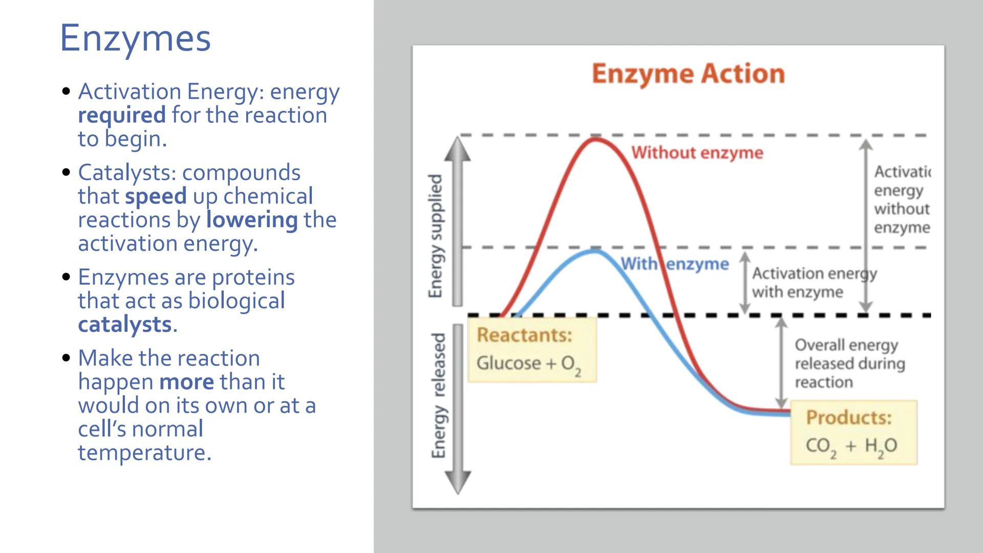 Proteins
Unit 1.7-1.10 What are proteins?
Large class of very diverse compounds.
Have a range of functions:
• form hair and fur,
• make up m