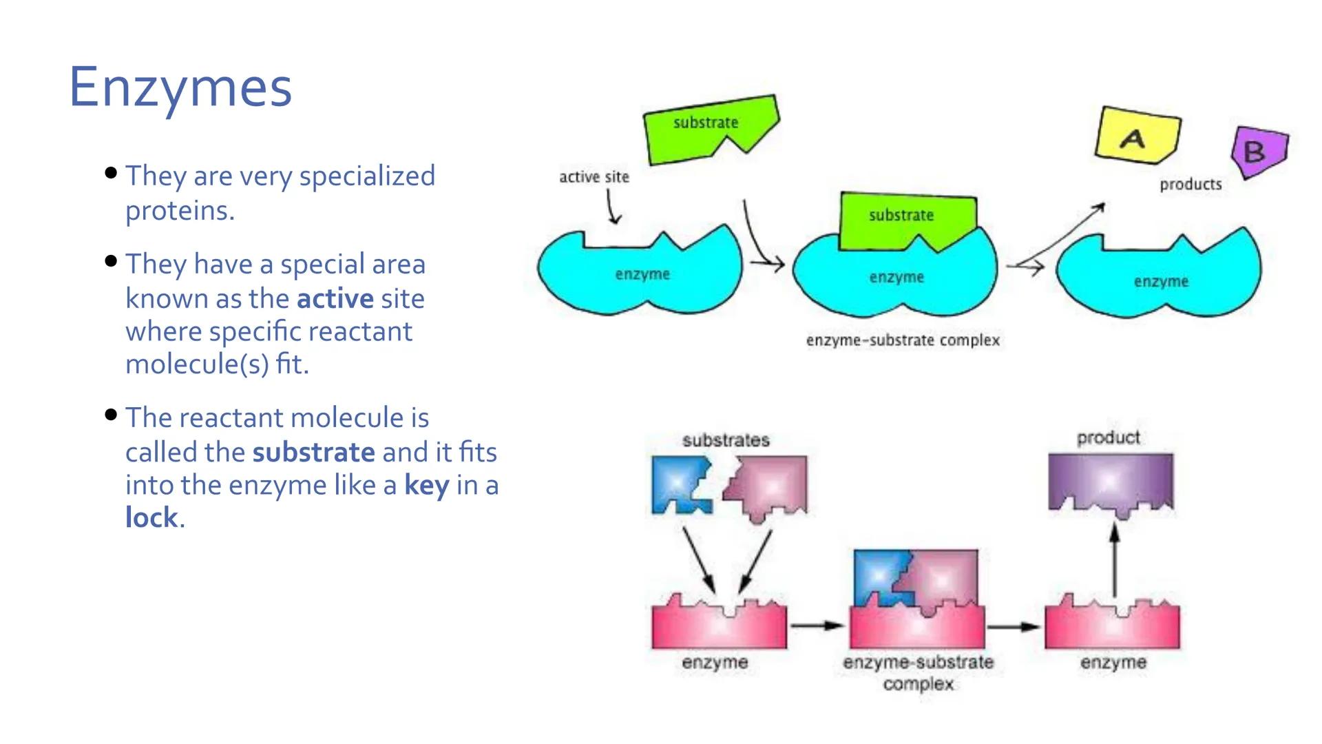 Proteins
Unit 1.7-1.10 What are proteins?
Large class of very diverse compounds.
Have a range of functions:
• form hair and fur,
• make up m