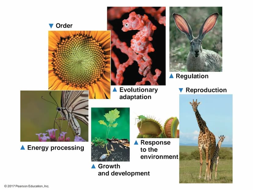 ●
●
Biology is the scientific study of life
What is life?
Life is recognized by what living things do Order
A Energy processing
2017 Pearson