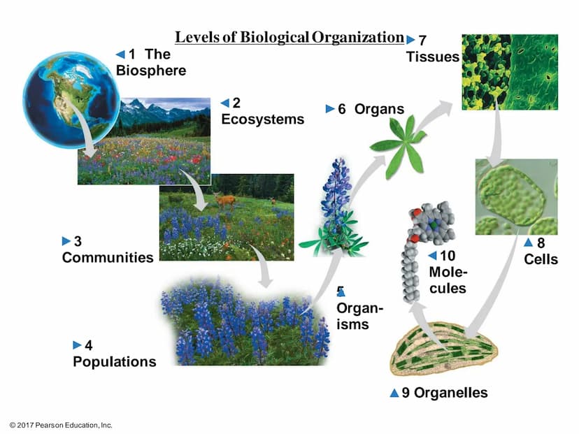 ●
●
Biology is the scientific study of life
What is life?
Life is recognized by what living things do Order
A Energy processing
2017 Pearson