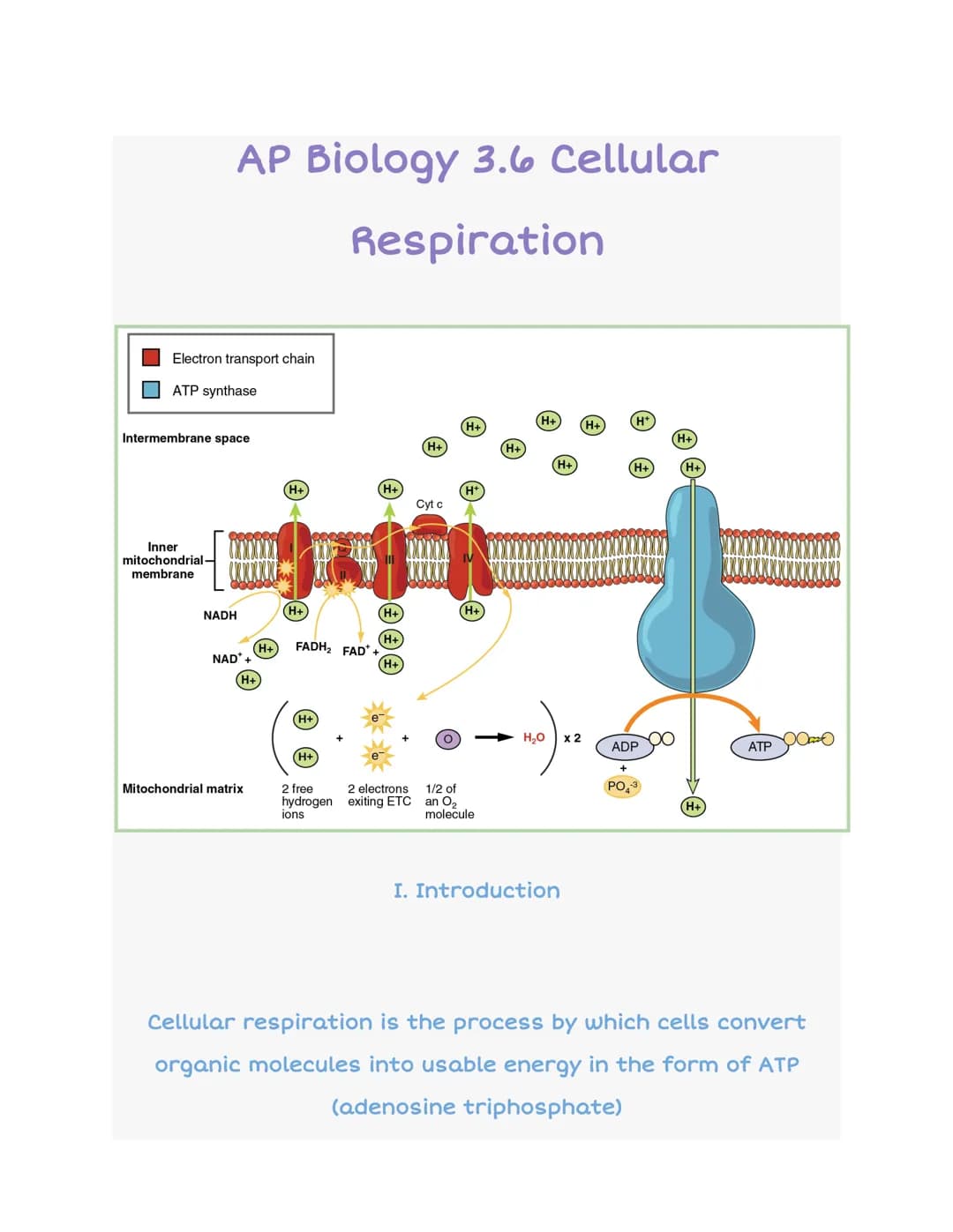 AP Biology 3.6 Cellular
Respiration
Electron transport chain
ATP synthase
Intermembrane space
Inner
mitochondrial-
membrane
NADH
NAD*
H+
Mit