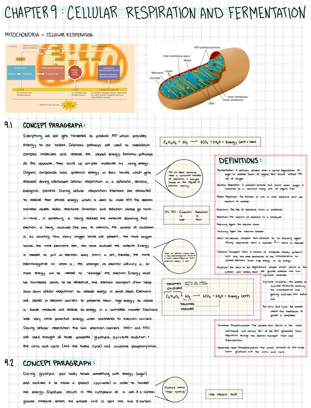 Fun Guide to Cellular Respiration and Fermentation: Worksheets & Notes