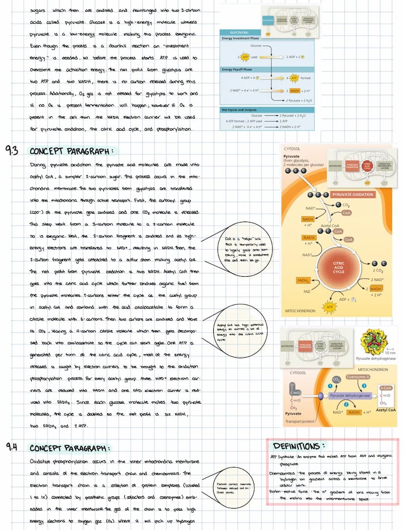 
<h2 id="mitochondriaandcellularrespiration">Mitochondria and Cellular Respiration:</h2>
<h3 id="91electronshuttles">9.1 Electron Shuttles</