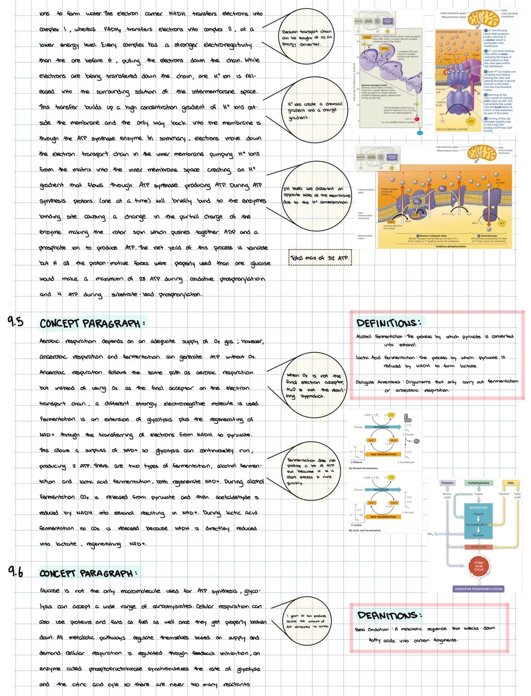 
<h2 id="mitochondriaandcellularrespiration">Mitochondria and Cellular Respiration:</h2>
<h3 id="91electronshuttles">9.1 Electron Shuttles</