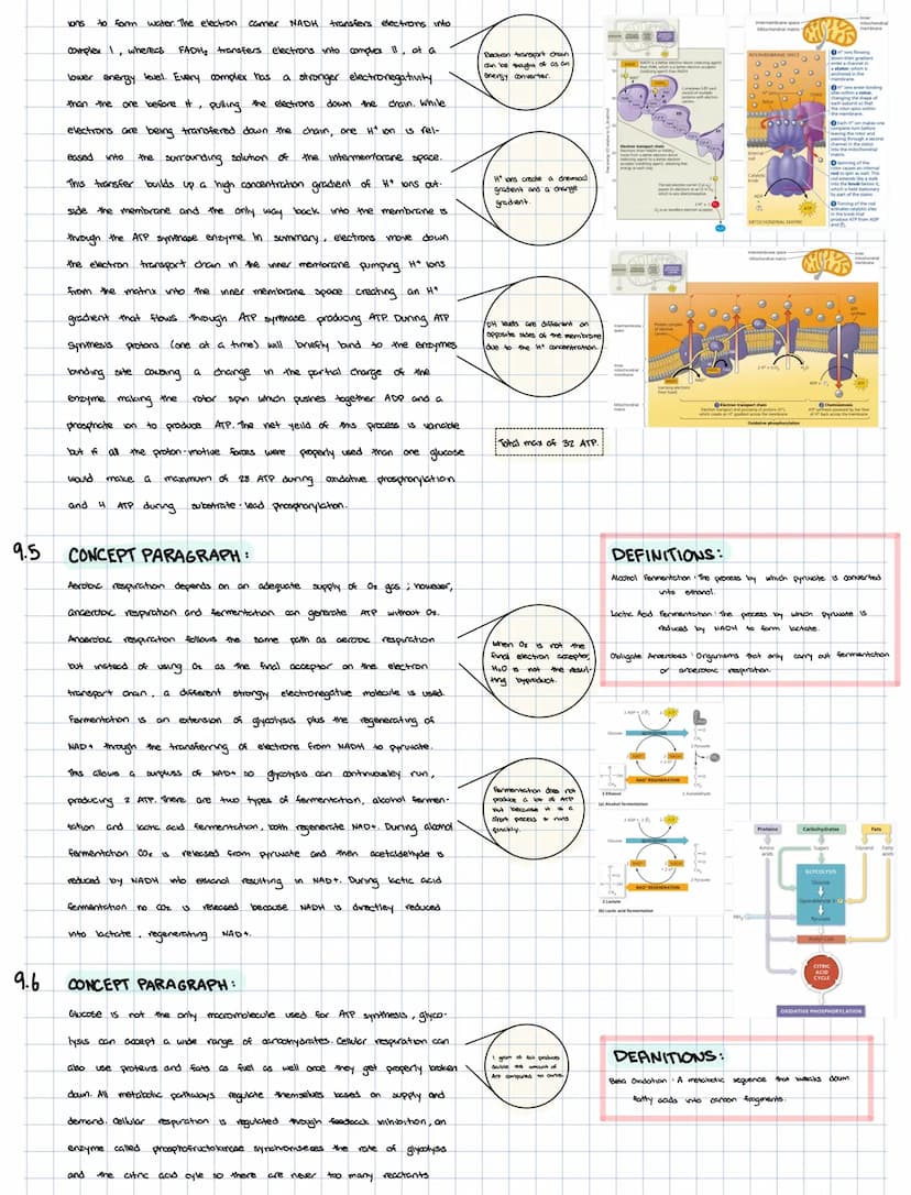 
<h2 id="mitochondriaandcellularrespiration">Mitochondria and Cellular Respiration:</h2>
<h3 id="91electronshuttles">9.1 Electron Shuttles</