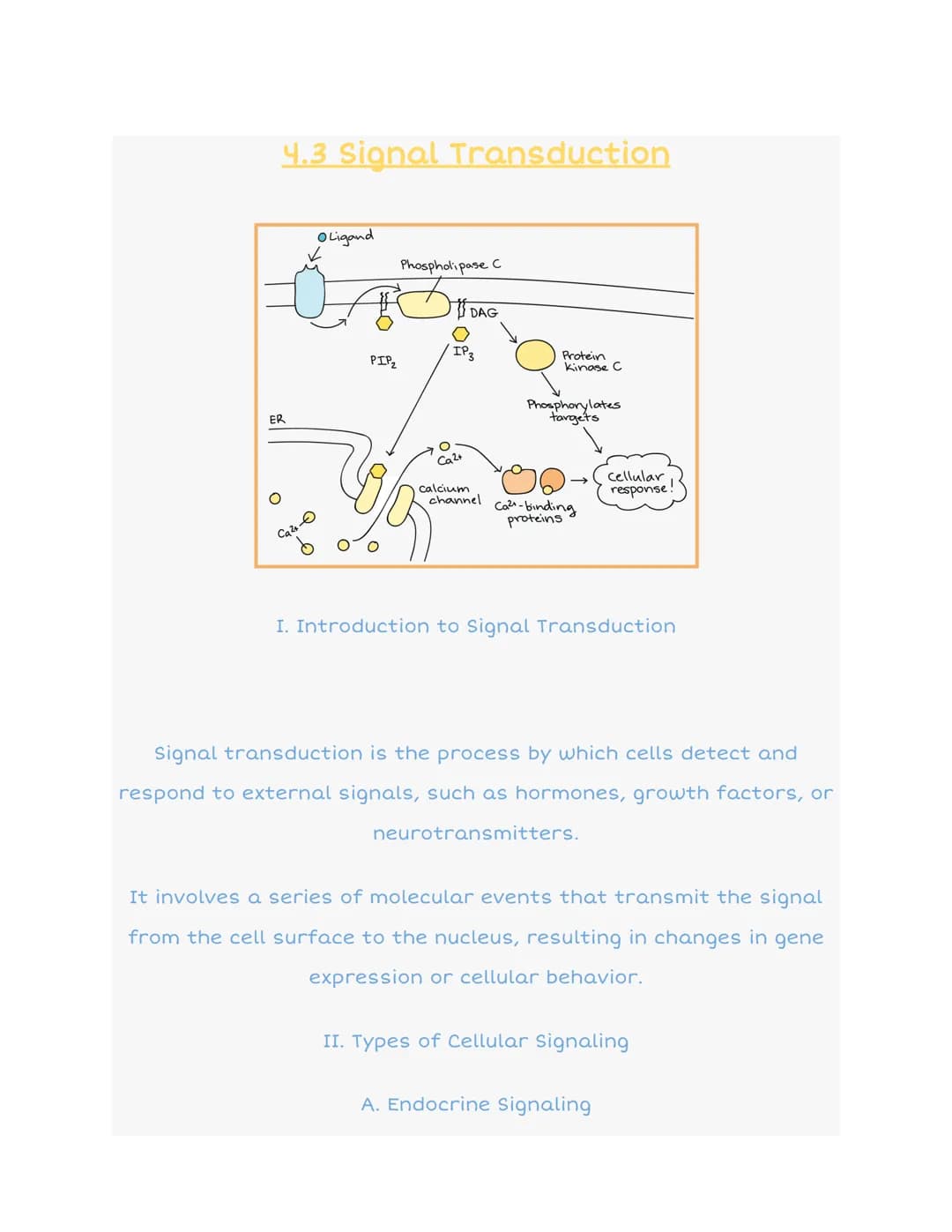 
<h2 id="introductiontosignaltransduction">Introduction to Signal Transduction</h2>
<p>Signal transduction is the process by which cells det