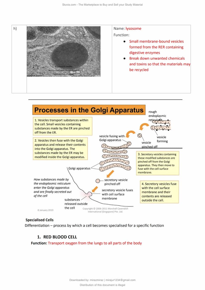 a)
Cell Structure & Organisation
An organelle is a tiny cellular structure within the cytoplasm that performs specific functions
within a ce