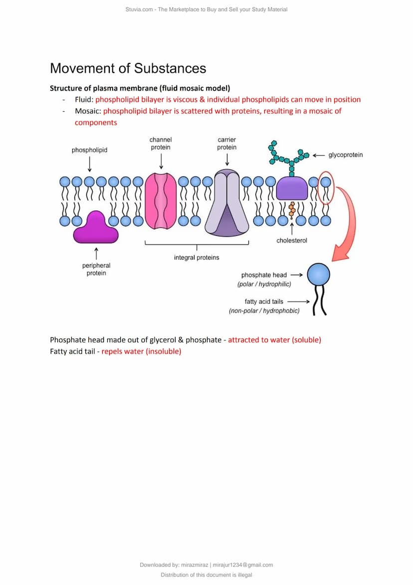 a)
Cell Structure & Organisation
An organelle is a tiny cellular structure within the cytoplasm that performs specific functions
within a ce