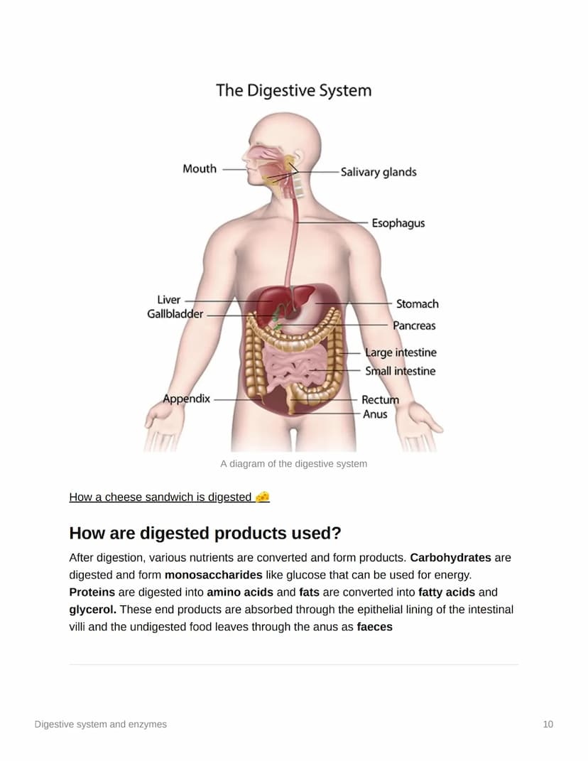 
<p>Enzymes in the digestive system and their functions play a crucial role in breaking down food and ensuring that the body can absorb esse