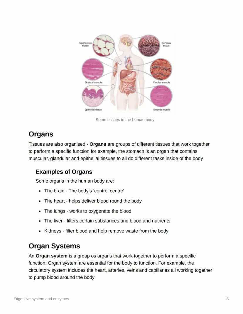 
<p>Enzymes in the digestive system and their functions play a crucial role in breaking down food and ensuring that the body can absorb esse
