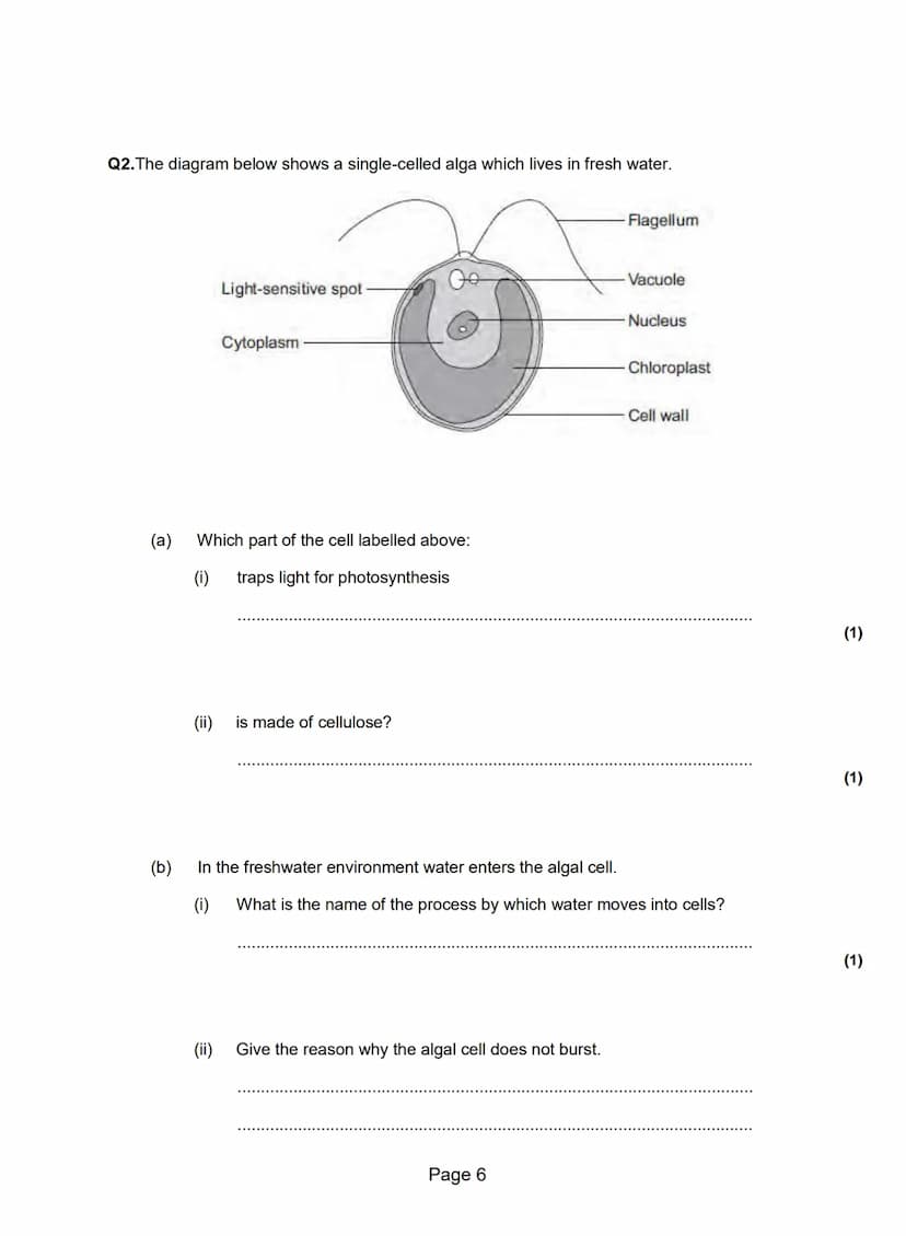 Q1.A grassy field on a farm measured 120 metres by 80 metres.
A student wanted to estimate the number of buttercup plants growing in the fie