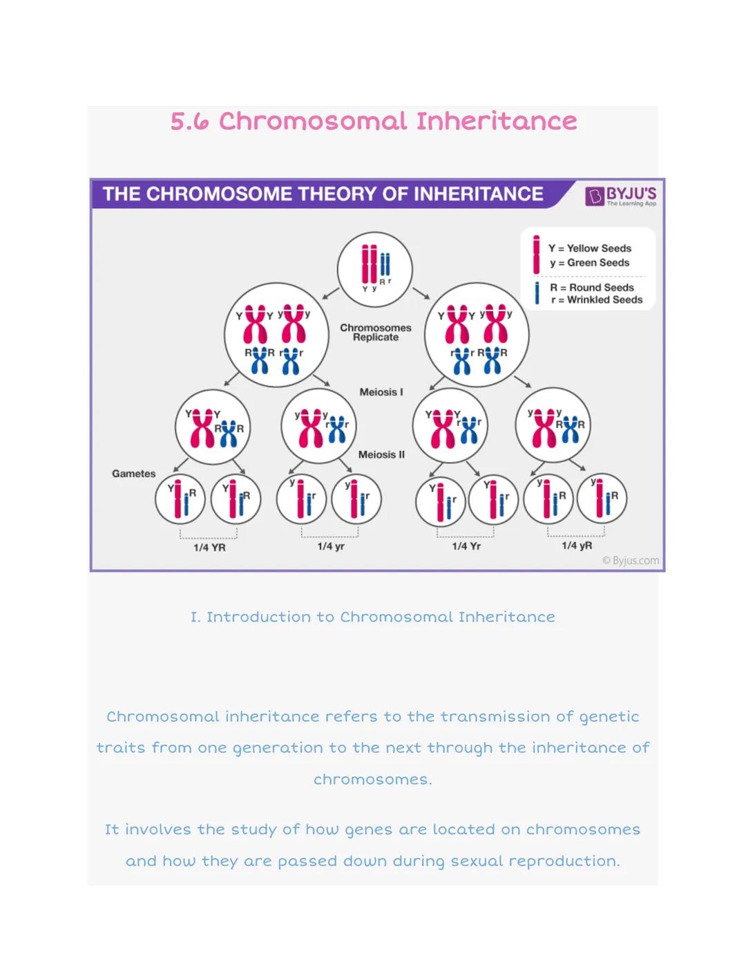 How Human Chromosomes Work: Inheritance and Fun Genetic Mix-ups!