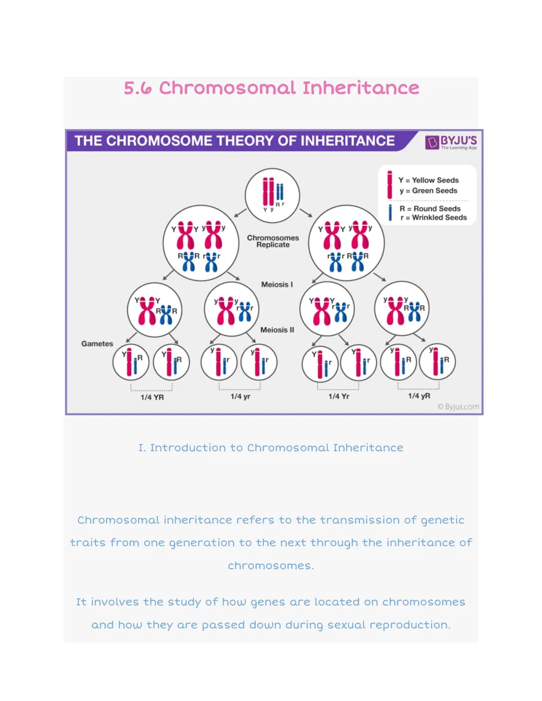 5.6 Chromosomal Inheritance
THE CHROMOSOME THEORY OF INHERITANCE
Gametes
$
1/4 YR
******
RVR rr
Y y
Chromosomes
Replicate
XX
D D D D
1/4 yr
