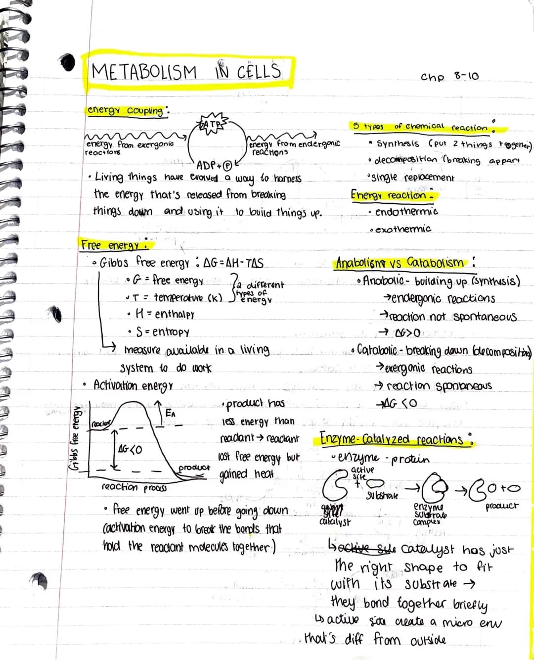 How Cells Get Energy: Understanding Gibbs Free Energy and Reactions