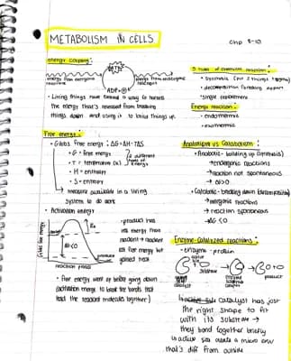 Know Intro to metabolism  thumbnail