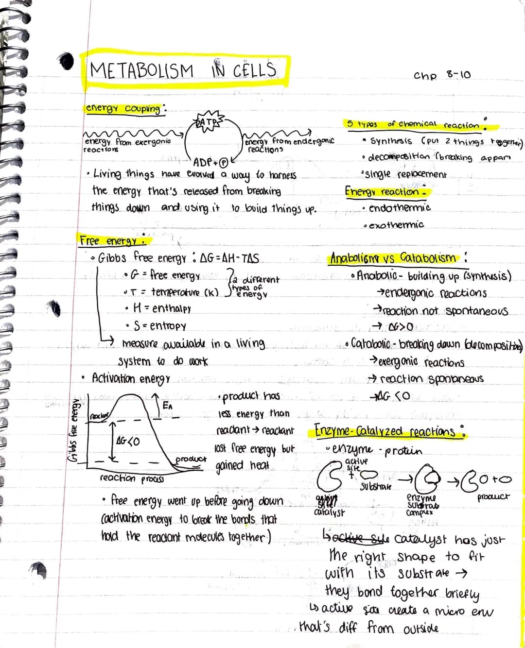 METABOLISM IN CELLS
。
Gibbs free energy
energy coupling :
energy from exergonia
reactions
Free energy.
• Gibbs free energy : AG=AH-TAS
• G =