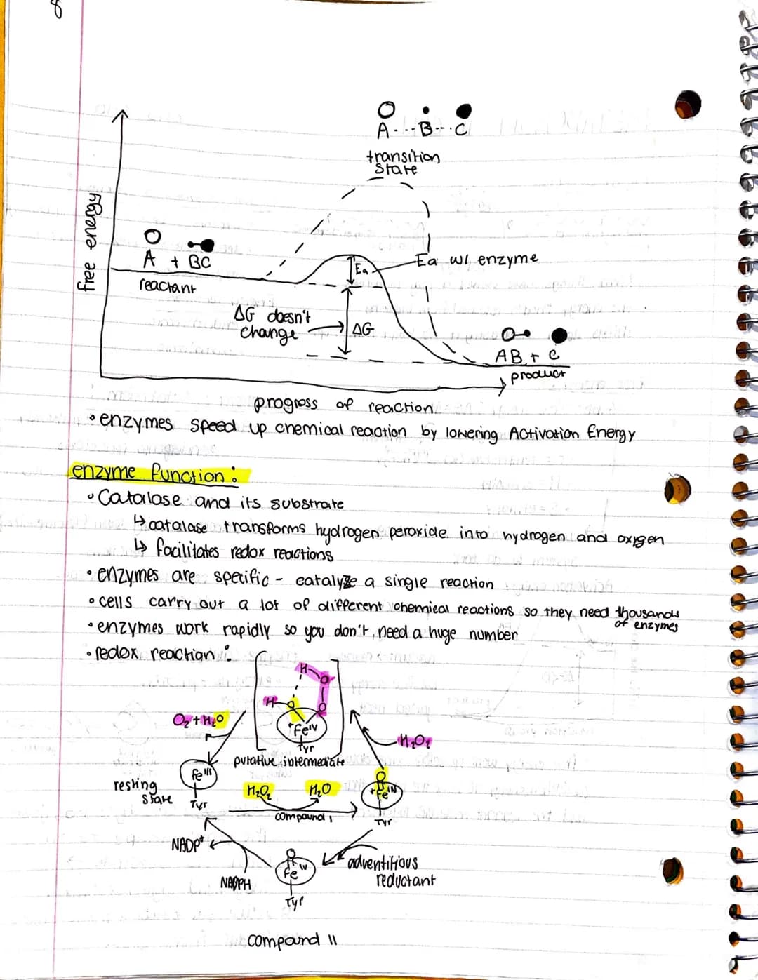 METABOLISM IN CELLS
。
Gibbs free energy
energy coupling :
energy from exergonia
reactions
Free energy.
• Gibbs free energy : AG=AH-TAS
• G =