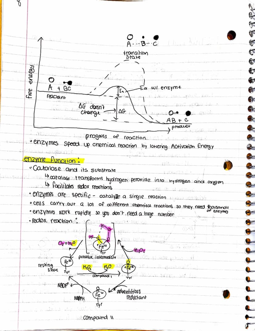 METABOLISM IN CELLS
。
Gibbs free energy
energy coupling :
energy from exergonia
reactions
Free energy.
• Gibbs free energy : AG=AH-TAS
• G =