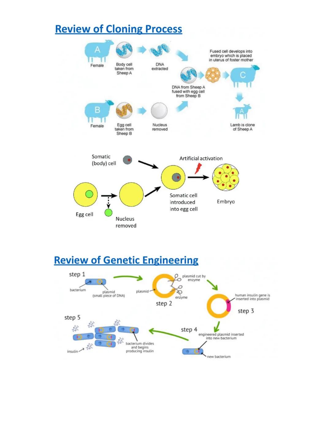 Genetic Engineering
Aim: To define cloning and explain the pros / cons of cloning in modern science.
Objectives
Define genetic engineering
•