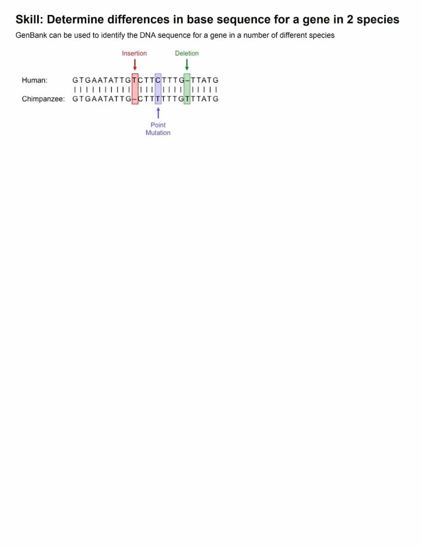 C3.1 Genes
● Gene: particular section of DNA strand that forms a specific protein. It is a heritable factor that influences a
characteristic
