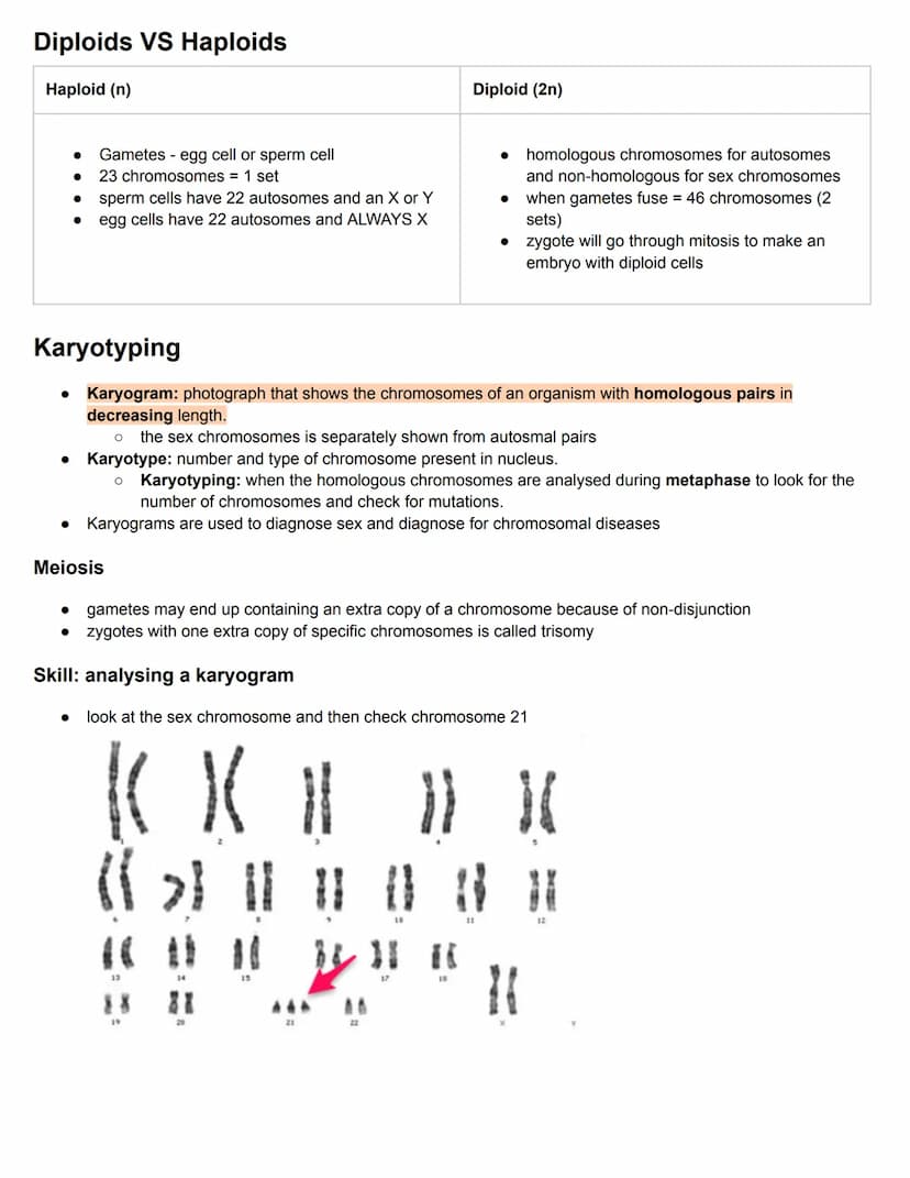 C3.1 Genes
● Gene: particular section of DNA strand that forms a specific protein. It is a heritable factor that influences a
characteristic