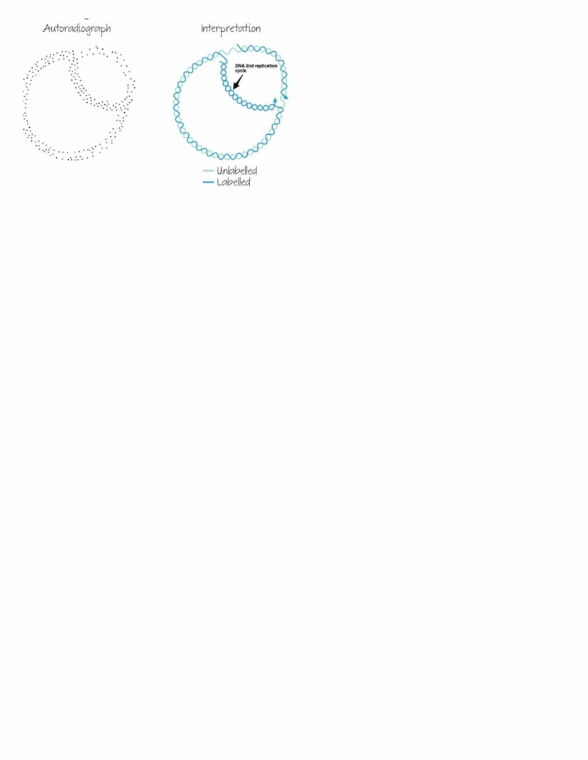 C3.1 Genes
● Gene: particular section of DNA strand that forms a specific protein. It is a heritable factor that influences a
characteristic