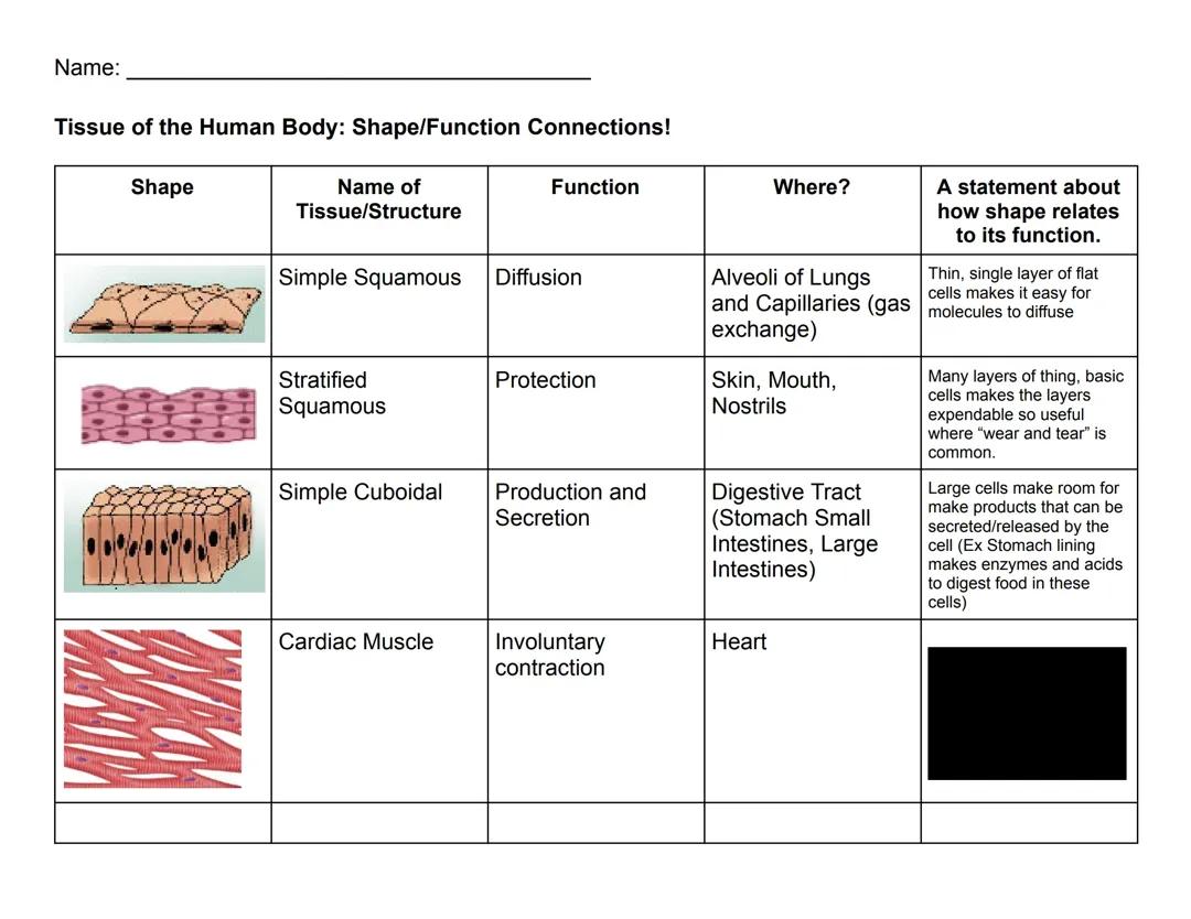 Anatomy Tissues Study guide 