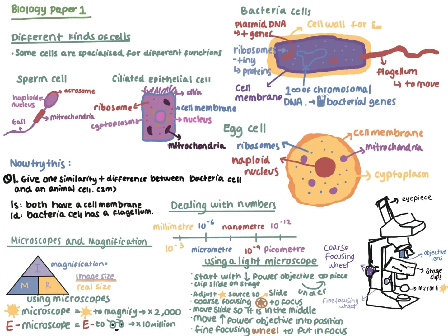 Plant and animal cells
Generalised structures
Animal Cell
ribosomes where proteins are madet
·mitrochondria ring structures
where respiratio
