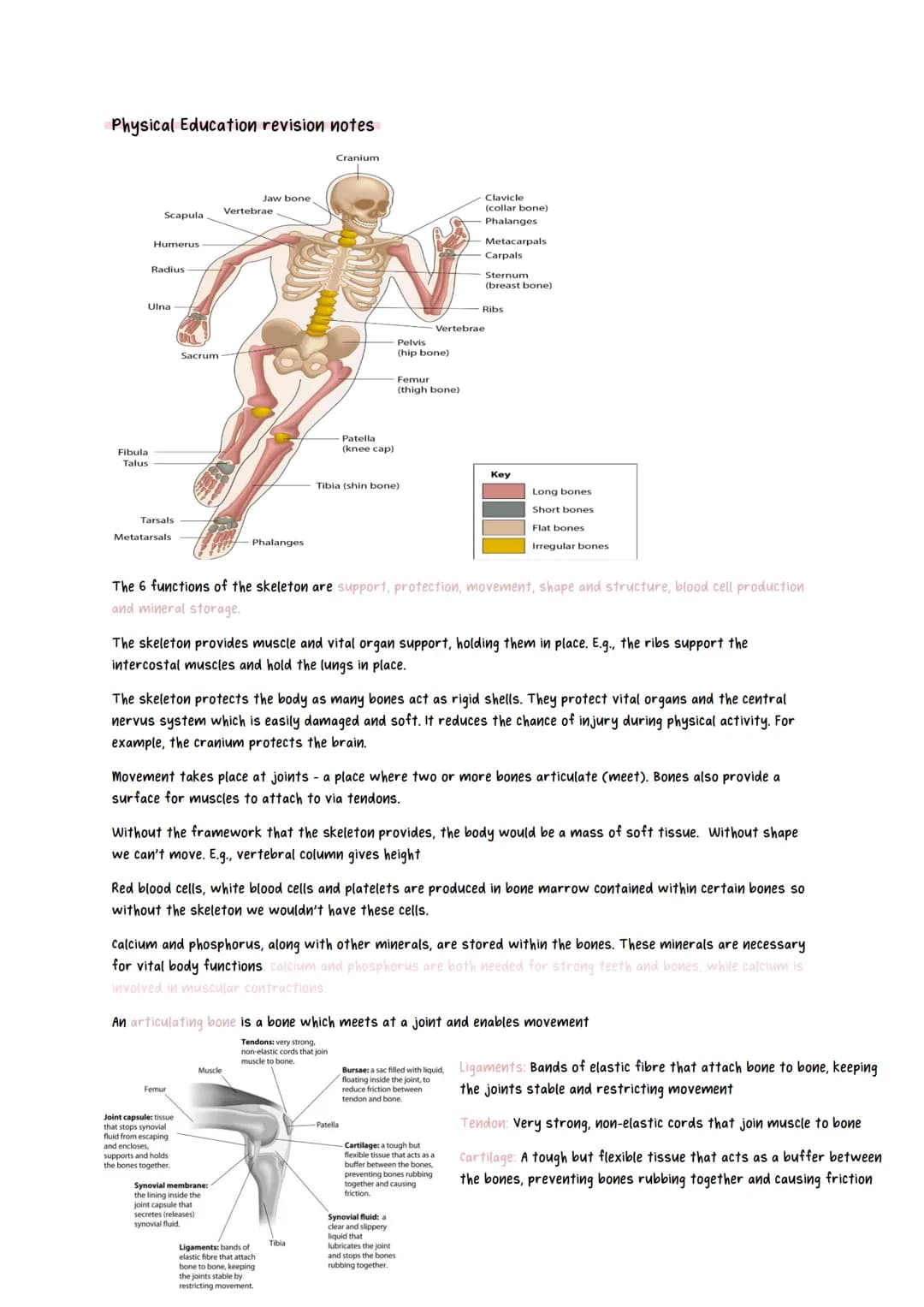 Physical Education revision notes
Scapula
Fibula
Talus
Humerus
Radius
Ulna
Tarsals
Metatarsals
Sacrum
Jaw bone
Vertebrae
Phalanges
Femur
Joi