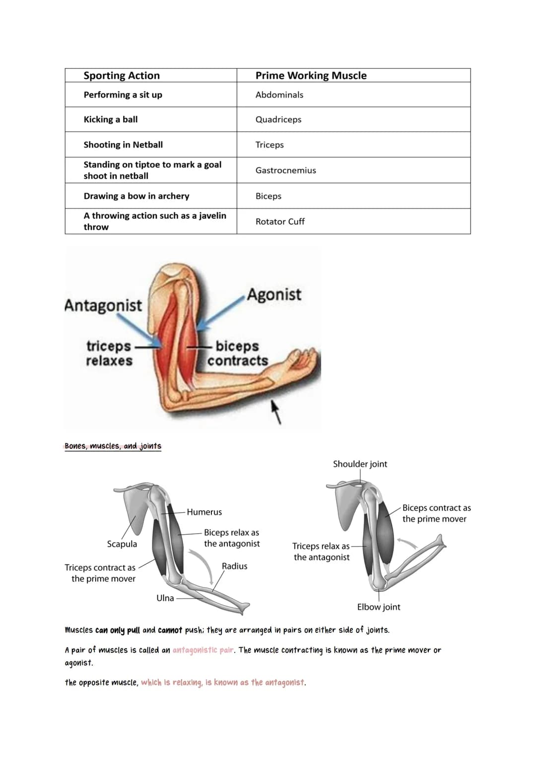Physical Education revision notes
Scapula
Fibula
Talus
Humerus
Radius
Ulna
Tarsals
Metatarsals
Sacrum
Jaw bone
Vertebrae
Phalanges
Femur
Joi