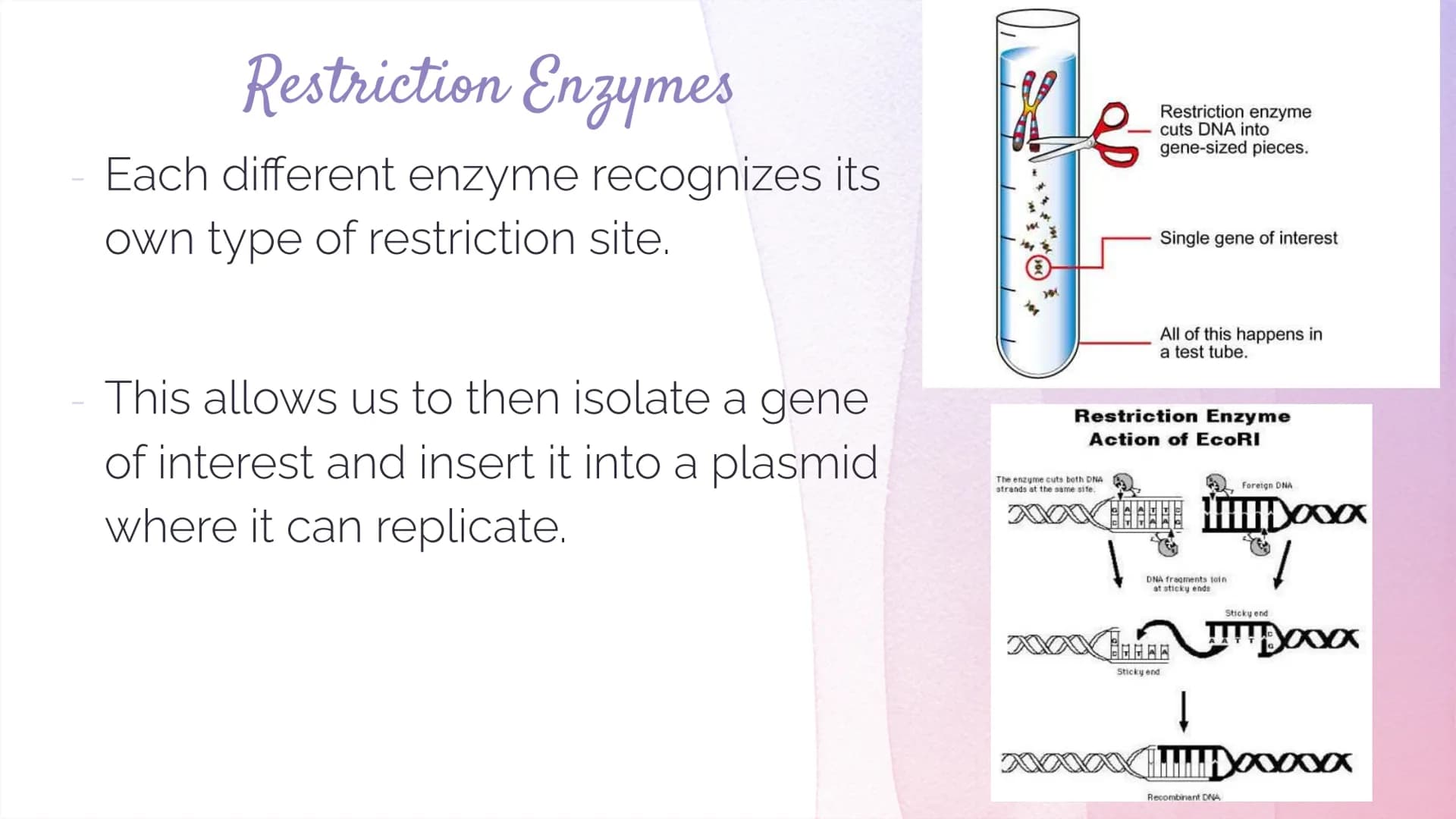 Biotechnology
Biotechnology→ DNA Technology
Manipulation of the genetic material
We use organisms to do this (hence BIOtech)
Use bacteria- E