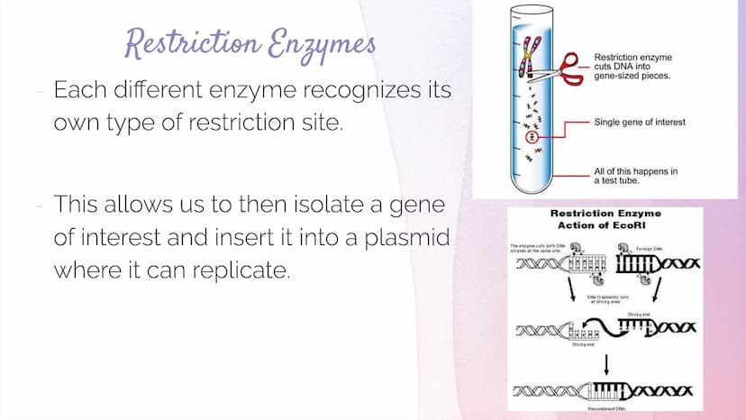 Biotechnology
Biotechnology→ DNA Technology
Manipulation of the genetic material
We use organisms to do this (hence BIOtech)
Use bacteria- E