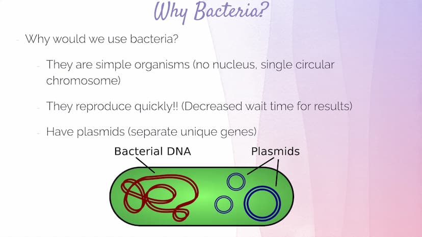 Biotechnology
Biotechnology→ DNA Technology
Manipulation of the genetic material
We use organisms to do this (hence BIOtech)
Use bacteria- E