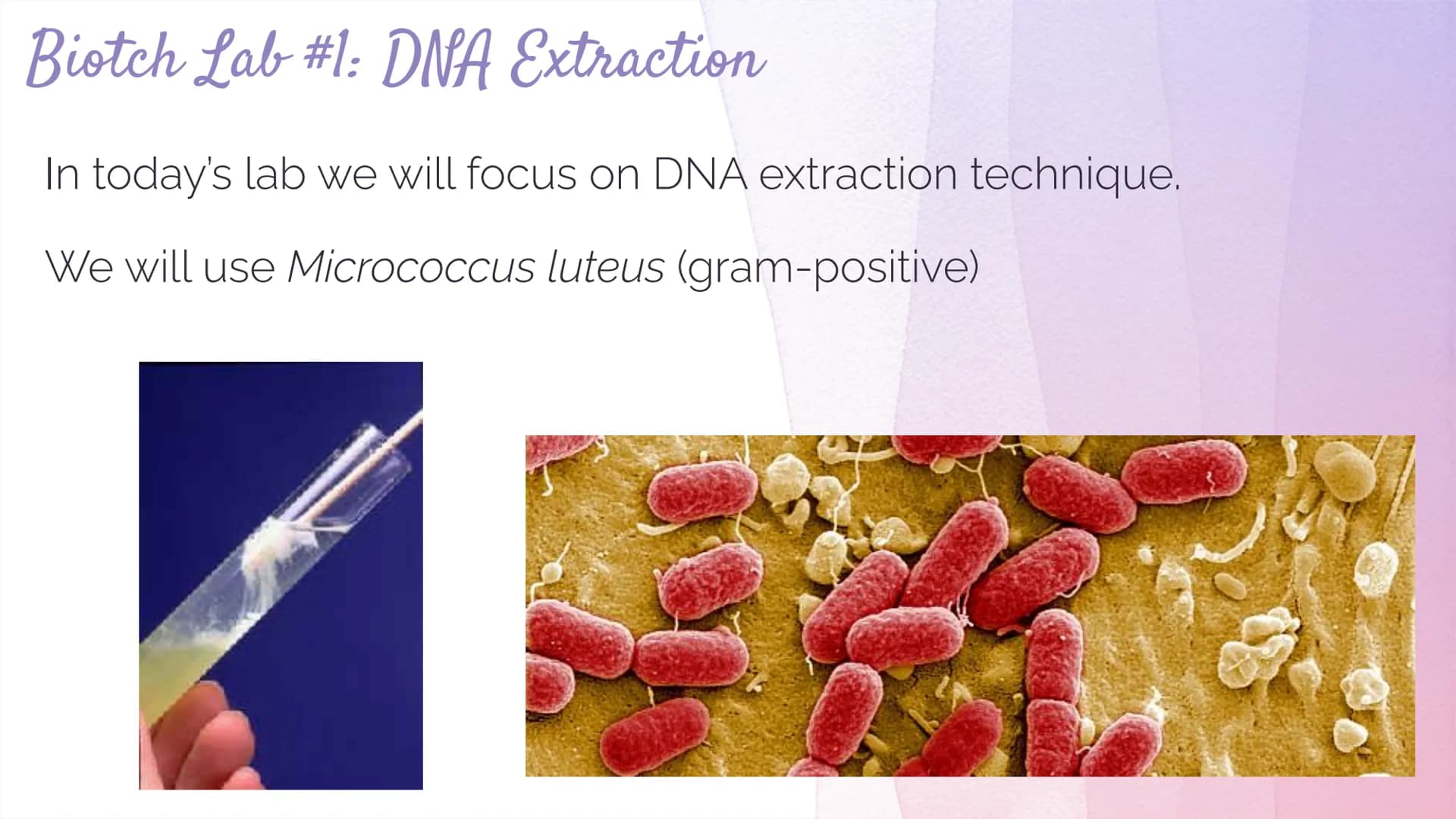 Biotechnology
Biotechnology→ DNA Technology
Manipulation of the genetic material
We use organisms to do this (hence BIOtech)
Use bacteria- E