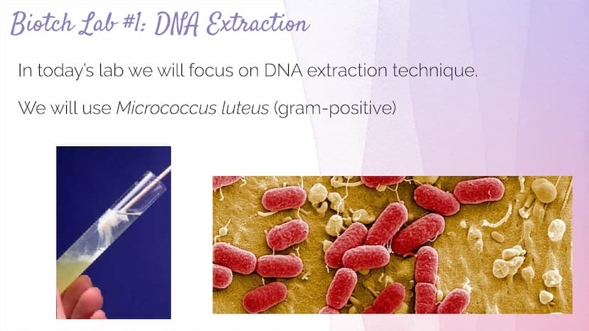 Biotechnology
Biotechnology→ DNA Technology
Manipulation of the genetic material
We use organisms to do this (hence BIOtech)
Use bacteria- E