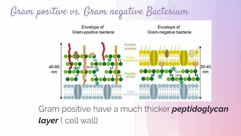 Biotechnology
Biotechnology→ DNA Technology
Manipulation of the genetic material
We use organisms to do this (hence BIOtech)
Use bacteria- E
