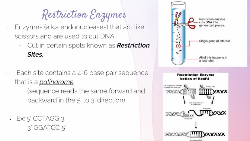 Biotechnology
Biotechnology→ DNA Technology
Manipulation of the genetic material
We use organisms to do this (hence BIOtech)
Use bacteria- E