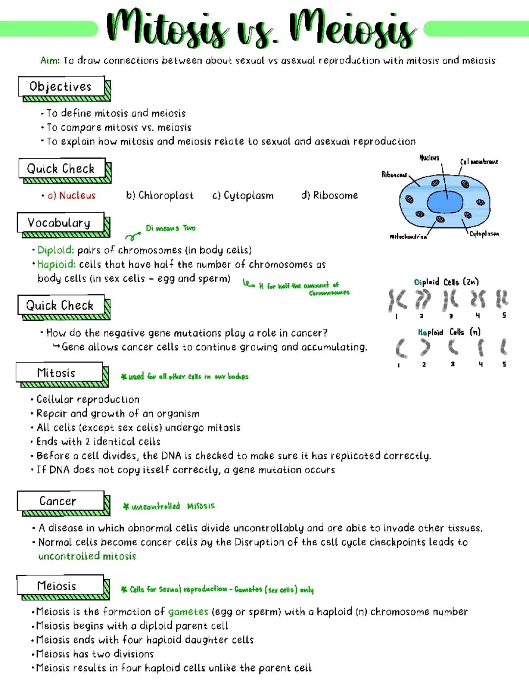 mitosis vs meiosis